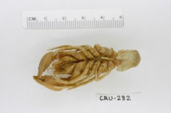 Media type: image;   Invertebrate Zoology CRU-232 Description: Preserved specimen.;